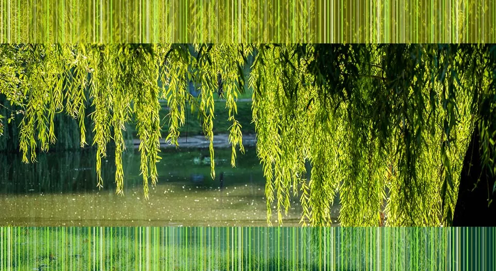 Прибрежные растения