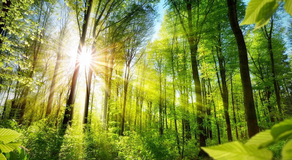 숲에서 보이는 얼굴을 아시나요?