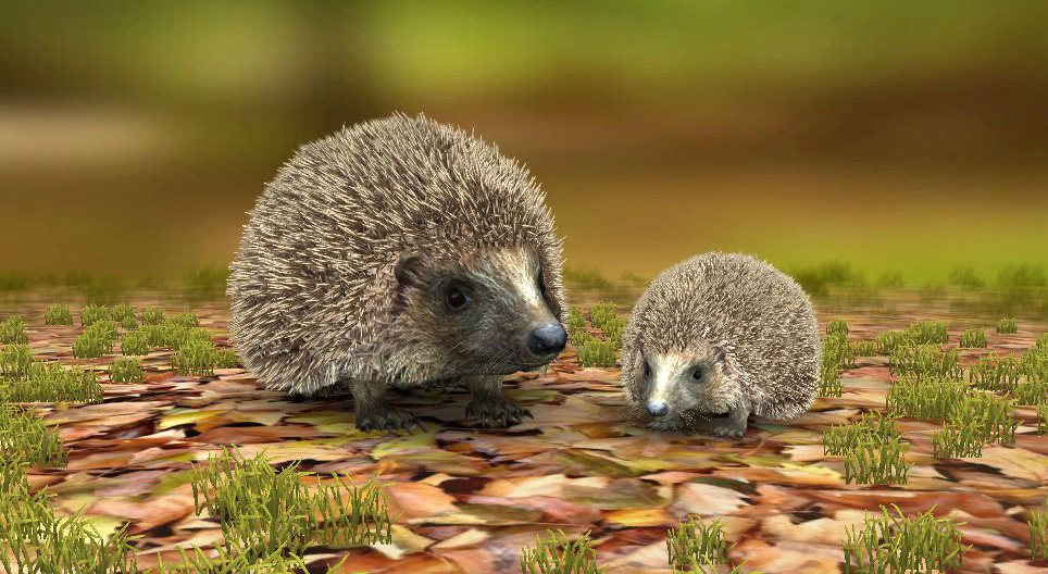 북부흰가슴고슴도치