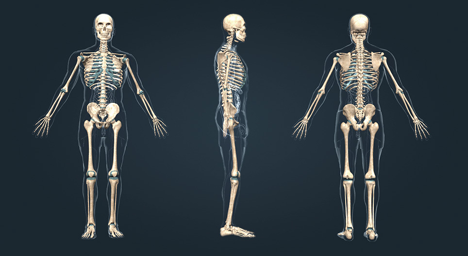 mozaik3D/BIO/ember/emberi_csontvaz/960.jpg