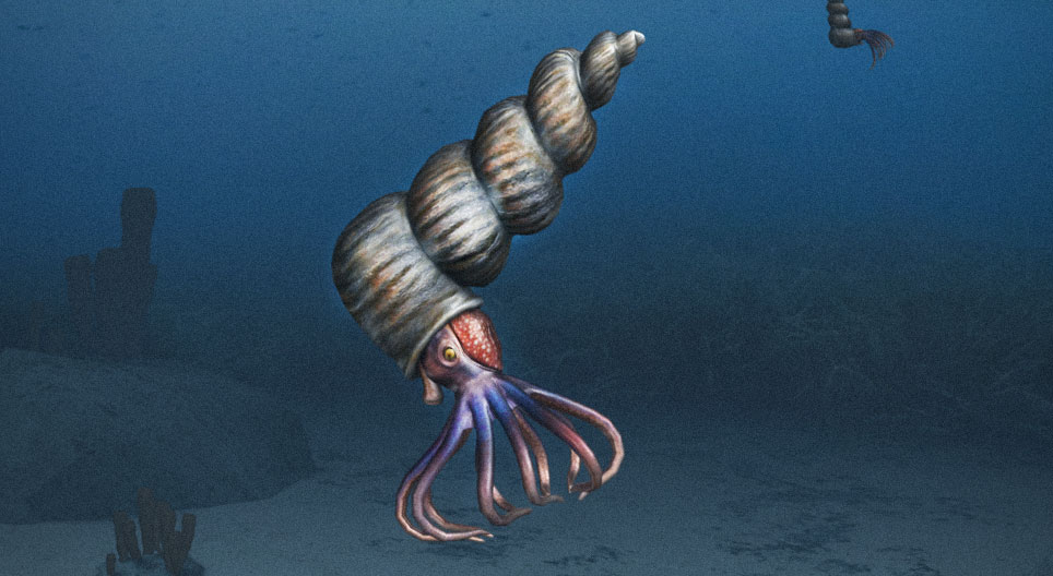 Ammonites