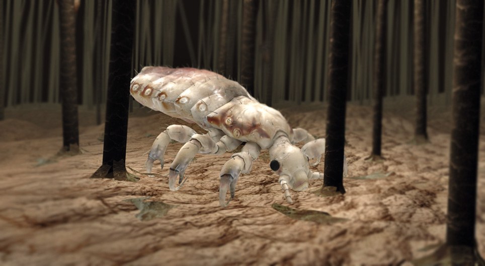 Head lice
