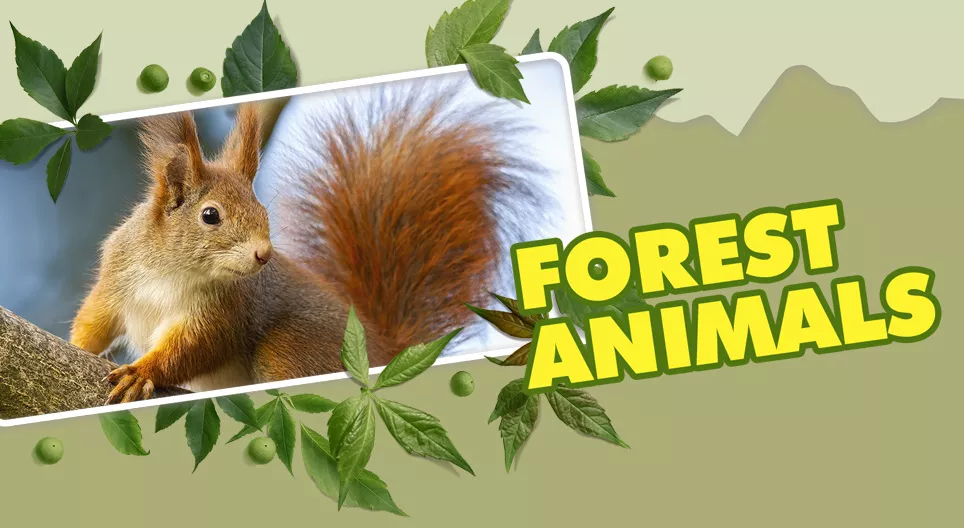 Forest Animals