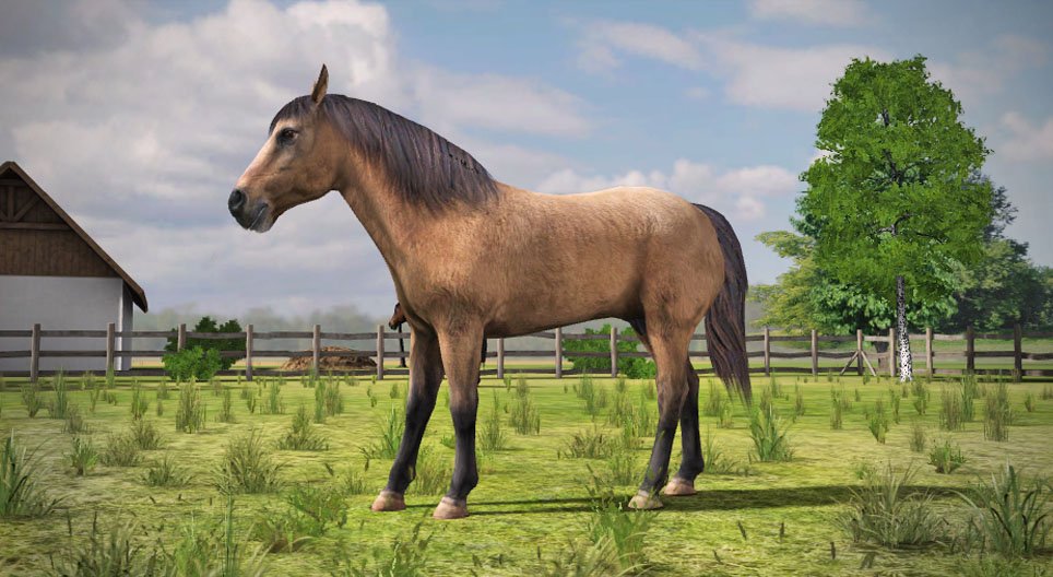 Domestic horse