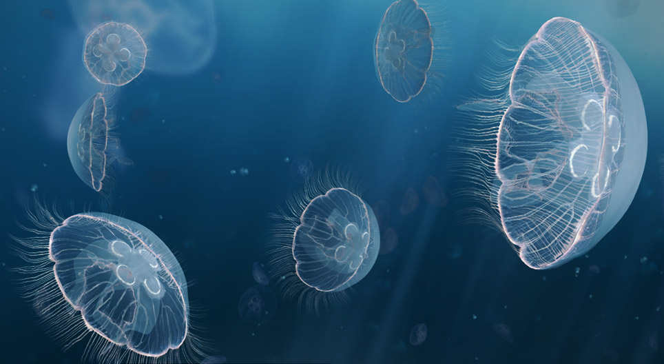 Jellyfish