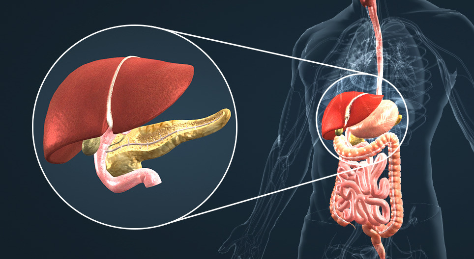 Glands connected to the duodenum