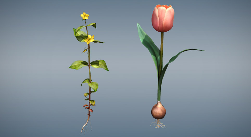 Comparison of monocots and dicots