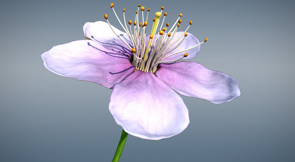 Flower