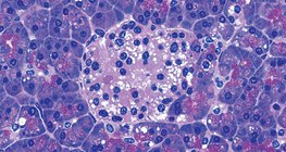 胰腺组的细胞生成胰岛素