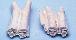 초식 동물의 어금니