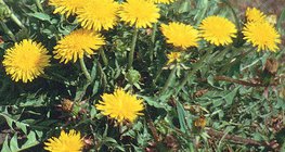 Mniszek pospolity (lekarski)