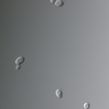 カンジダ菌（最も一般的には膣感染を引き起こす）