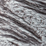 Fibrocartilage tissue (nose of pig embryo)