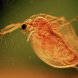 Wioślarka (Cladocera)