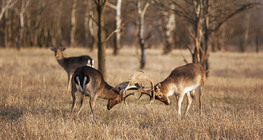 Fighting fallow deer