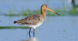 Black-tailed godwit