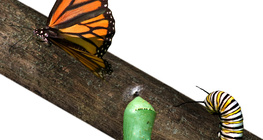 Od gąsienicy do motyla