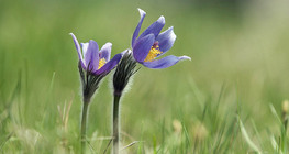 Greater pasque flower