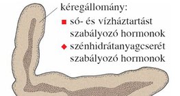 A mellékvese részei és hormontermelése