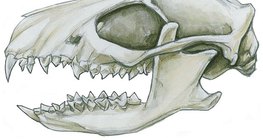 Uzębienie owadożercy