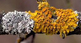 Złotorost ścienny (Xanthoria parietina)