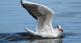 Black-headed gull