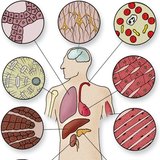 Cell types of tissues
