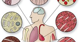 细胞类型的组织