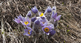 Greater pasque flower