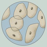 舌の表面からの上皮細胞の顕微鏡画像