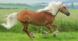 Horse