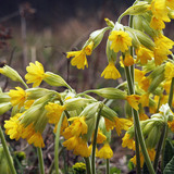 Cowslip