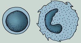 免疫系统的细胞