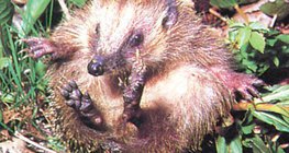 Jeż zwinięty w kulkę – 1