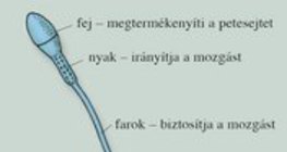 A férfi nemi szervek és a hímivarsejt