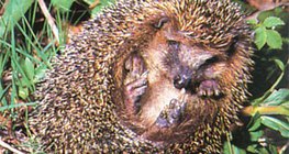 Jeż zwinięty w kulkę – 2