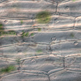 Plant epidermal cells