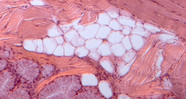 Tkanka tłuszczowa - przekrój nasady języka kota