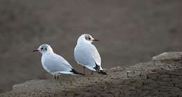 Black-headed gulls