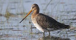 Black-tailed godwit