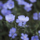 Flax flower