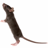 Rat