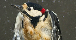 물에서 올라가는 오색딱따구리