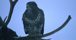 Błotniak stawowy