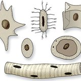 Jądra komórkowe o różnych kształtach