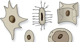 各种形状的细胞核