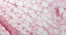 Tkanka tłuszczowa - przekrój nasady języka kota