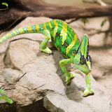 Chameleon
