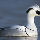 Smew