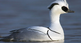 Smew